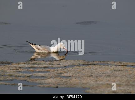 A seagull foraging in the calm water illuminated by tender morning sunlight Stock Photo