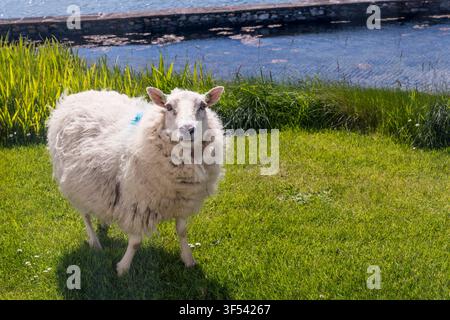 Sheep surprised in a garden on the island of Yell, Shetland. Stock Photo