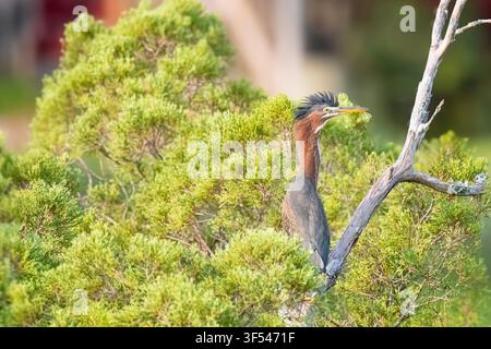 Green Heron Perched on a Branch of an Evergreen Tree Stock Photo