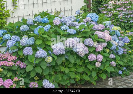 Garden hydrangea, Lace cap hydrangea (Hydrangea macrophylla 'Endless Summer', Hydrangea macrophylla Endless Summer), habit of cultivar Endless Summer Stock Photo