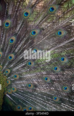 Close-up of the exotic peacock tail Stock Photo