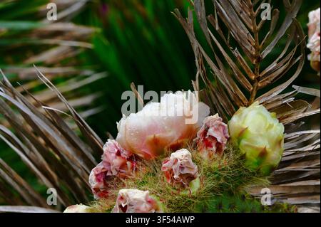Detailed horizontal macro photograph capturing a unique cluster of various cactus flowers and buds. A central pale pink and white blossom is surrounded by several smaller, wilted dark pink buds and one green-yellow bud. All are set against a blurry natural background of textured dry and green foliage. Stock Photo