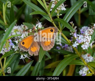 Gatekeeper Butterfly (pyronia tithonus) Stock Photo
