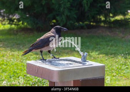 The Hooded Crow (Corvus corone cornix) quenching its thirst from a drinking fountain at Nis, Serbia Stock Photo