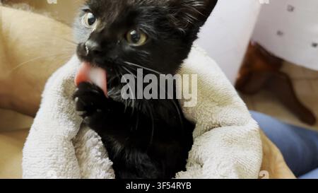 Male hands holding small black kitten wrapped in towel after washed. Cute kitty calmly cleans fur, showing natural grooming behavior while receiving Stock Photo