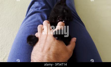 Male arm playing with cute black kitten lying on his legs at home. Hand of man caressing funny small domestic kitty indoor. Man having fun with Stock Photo
