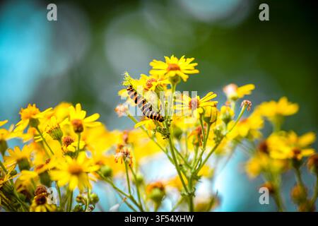 Cinnabar moth caterpillar feeding on common ragwort flowers Stock Photo