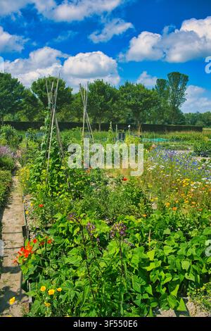 Green kitchen garden with young bean plants, bean stalk and lots of colorful flowers on a bright summer day in the province of Groningen, Netherlands Stock Photo