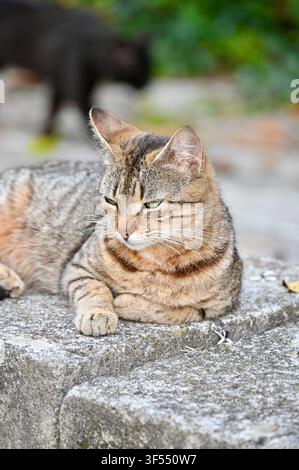 A calm tabby cat relaxes on a grey concrete ledge in an outdoor garden setting with a soft blurred background. Stock Photo