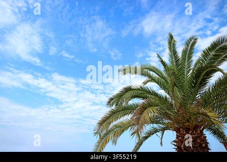 Low angle shot of phoenix canariensis palm branches on sunny day along Black Sea resort Stock Photo