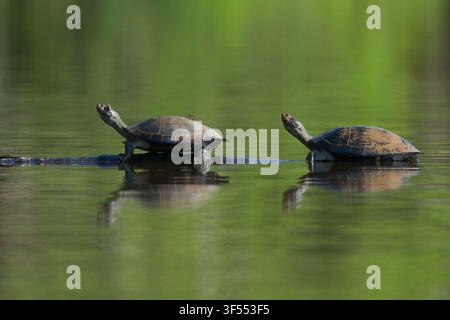 Yellow-spotted amazon river turtle Podocnemis unifilis, hauled out on log, Lake Sandoval, Tambopata National Reserve, Peru, May Stock Photo