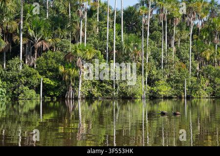 Yellow-spotted amazon river turtle Podocnemis unifilis, hauled out on log, Lake Sandoval, Tambopata National Reserve, Peru, May Stock Photo