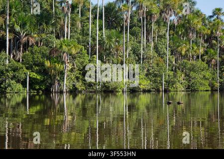 Yellow-spotted amazon river turtle Podocnemis unifilis, hauled out on log, Lake Sandoval, Tambopata National Reserve, Peru, May Stock Photo
