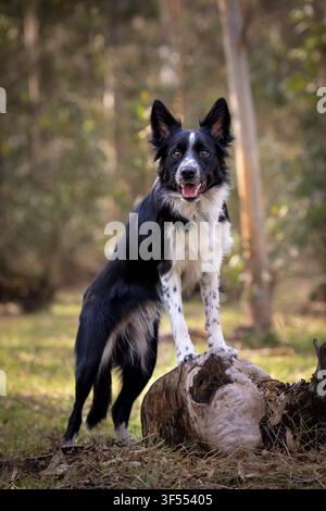 Border Collie dog standing with its front legs on a log Stock Photo