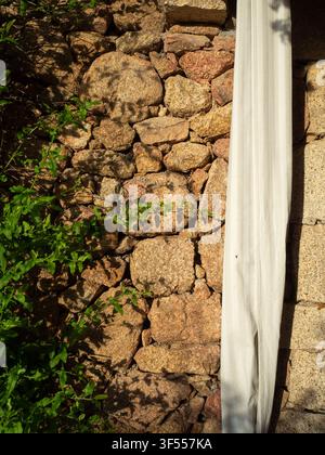 Plumbago plant without flowers on ancient stone wall with white curtain drape, Sardinia, vertical Stock Photo