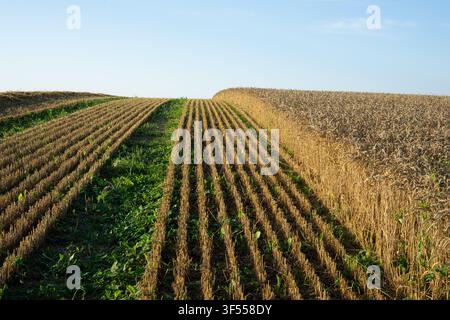 Straw windrow and stubble rows in harvested agricultural field Stock Photo