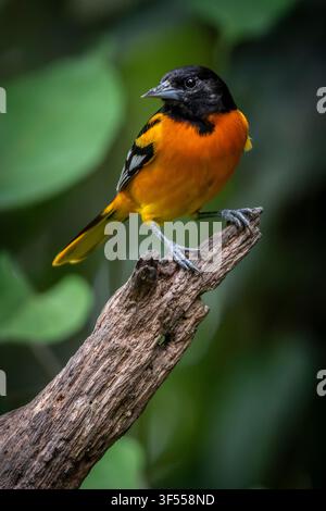 A Baltimore Oriole, La Hoja Garden, Costa Rica Stock Photo