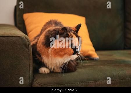 Fluffy long haired calico cat resting peacefully on a comfortable sofa indoors. Cozy home lifestyle scene highlighting relaxation, comfort, and Stock Photo