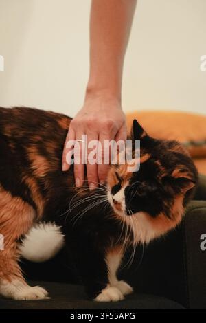 Woman gently petting a stretching long haired calico cat standing on a sofa at home. Cozy lifestyle moment expressing trust, affection, comfort, and Stock Photo