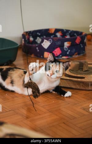 Young calico cat playing with a hanging toy mouse on a wooden floor. Natural indoor pet activity showing curiosity, hunting instinct, and enrichment. Stock Photo