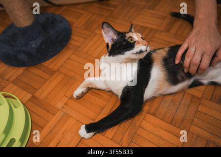 Young calico cat relaxing while being gently petted by its owner indoors. Everyday pet lifestyle showing trust, affection, and companionship. Stock Photo