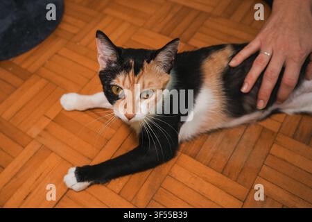 Young calico cat relaxing while being gently petted by its owner indoors. Everyday pet lifestyle showing trust, affection, and companionship. Stock Photo