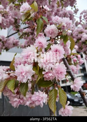 Lush clusters of pink cherry blossoms blooming on a tree branch in spring with blurred city background Stock Photo