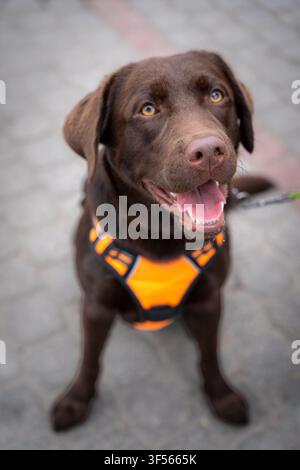Happy Chocolate Labrador Retriever wearing orange harness Stock Photo