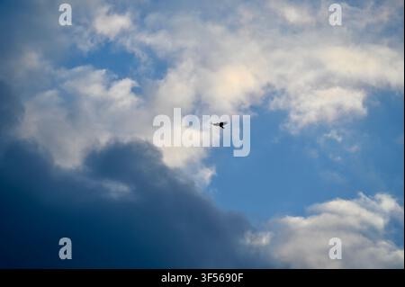A small bird is captured in silhouette against a dynamic and dramatic sky, which is filled with a mixture of dark, heavy storm clouds on the left and bright, fluffy white cumulus clouds against patches of clear blue on the right. Stock Photo