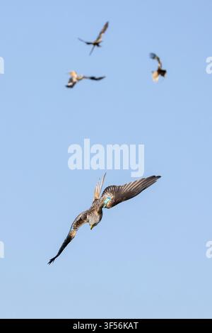 Four red kites, Milvus milvus, flying in the clear blue skies, Galloway Red Kite Trail, Laurieston, Dumfries and Galloway, Scotland. 2026. Stock Photo