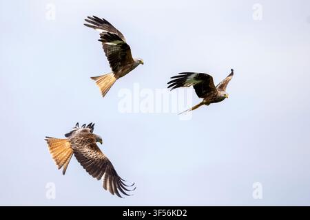 Three red kites, Milvus milvus, flying in the clear blue skies, Galloway Red Kite Trail, Laurieston, Dumfries and Galloway, Scotland. 2026. Stock Photo