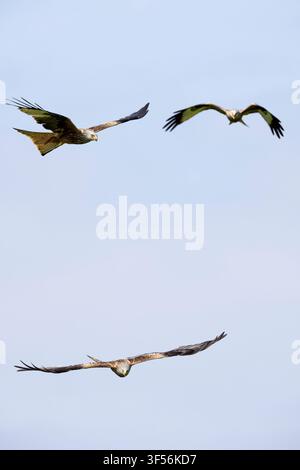 Three red kites, Milvus milvus, flying in the clear blue skies, Galloway Red Kite Trail, Laurieston, Dumfries and Galloway, Scotland. 2026. Stock Photo
