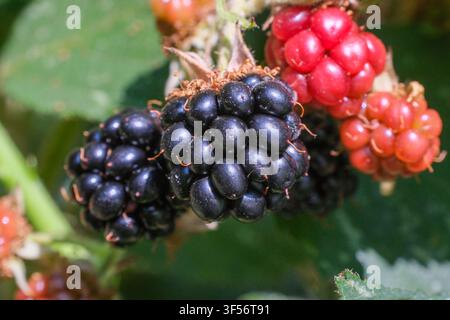 Cluster of ripening blackberries (Rubus fruticosus) from immature red drupelets to fully glossy purple-black aggregate fruits Stock Photo