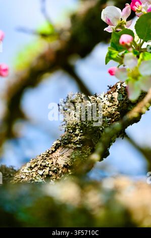 A vertical close-up shot of an old apple tree branch covered in textured grey lichen, featuring delicate pink and white spring blossoms and green leaves against a soft background. Stock Photo