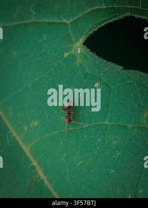 Macro close up of a single ant walking on a textured green leaf with a bite mark in a natural outdoor wildlife environment Stock Photo