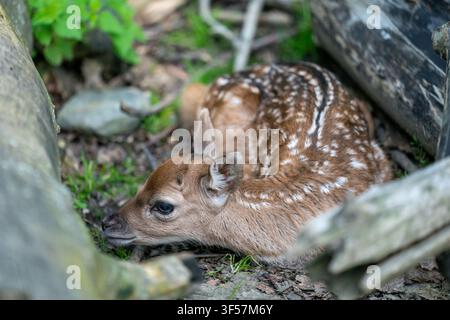 European fallow deer fawn resting on forest floor Stock Photo