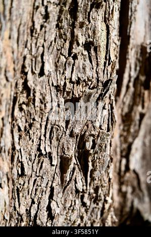 A detailed vertical shot of organic brown marine algae washed up on a ...