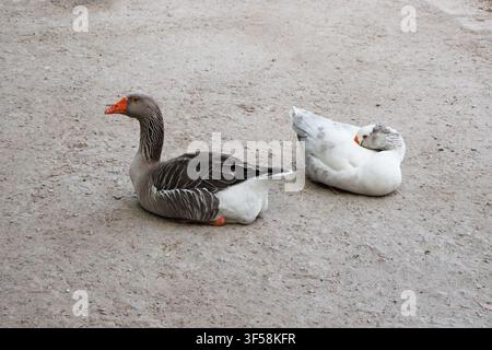 Male and female goose resting side by side on a gravel path in a public park. Calm outdoor wildlife scene showing a peaceful pair of domestic waterfow Stock Photo