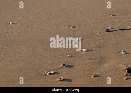 Halmstad, Halland, Sweden. July 22 2026. Scenic Views From Tylösand Beach. Beach Sand Texture With Seashells. Stock Photo