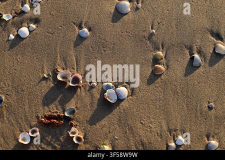 Halmstad, Halland, Sweden. July 22 2026. Scenic Views From Tylösand Beach. Beach Sand Texture With Seashells. Stock Photo