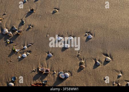 Halmstad, Halland, Sweden. July 22 2026. Scenic Views From Tylösand Beach. Beach Sand Texture With Seashells. Stock Photo