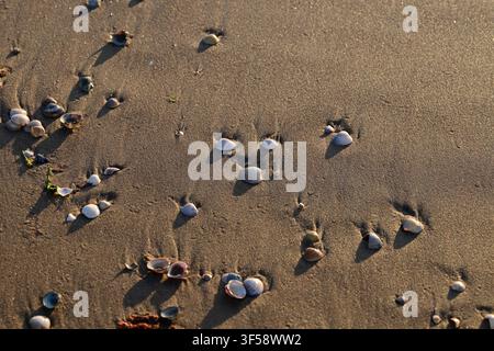 Halmstad, Halland, Sweden. July 22 2026. Scenic Views From Tylösand Beach. Beach Sand Texture With Seashells. Stock Photo