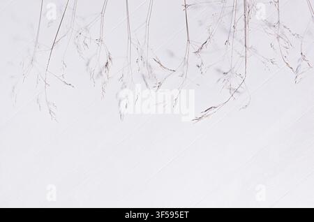 Stems of wild beige dry grass in row on white wood board, top view, copy space. Stock Photo