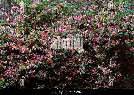 Dutch Honeysuckle, Honeysuckle, Common Honeysuckle, European Honeysuckle, or Woodbine, Lonicera periclymenum 'Belgica', Caprifoliaceae. Scotland, UK. Stock Photo