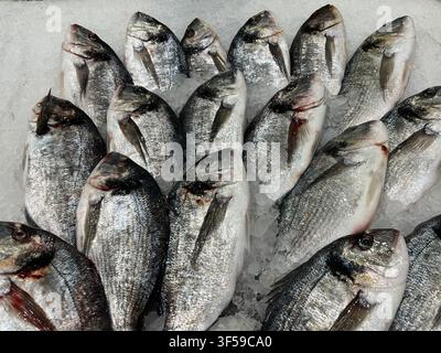 Raw sea bream fish (Turkish: Cipura) on ice counter. Stock Photo
