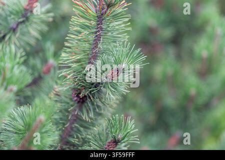 Pine branches are visible with green needles and small cones in a forest during springtime. The focus is on the details of the foliage and cones. Stock Photo