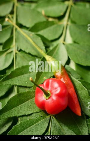 red chili peppers on green curry leaves, fresh spicy vegetables and aromatic foliage, in macro close-up view, spicy culinary ingredient concept Stock Photo
