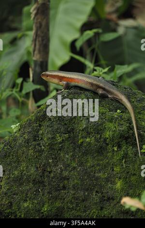Lizard resting on mossy rock in natural habitat Stock Photo