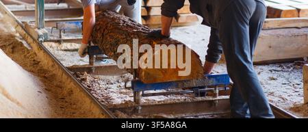 Two workers handling heavy timber log on conveyor inside sawmill workshop with green machinery and lumber stacks background. Stock Photo