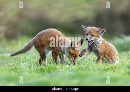 Fox Cubs; Vulpes vulpes; UK Stock Photo